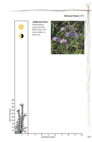 107 
Indicator Status: UPL 
Photo:www.cala2.umn.edu/ 
la5574 
Additional Notes 
Pinching back 
young growth 
before July will 
cause plants to 
bush out. 
 