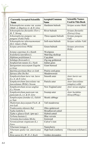 Schoenoplectus acutus var. acutus 
(Muhl. ex Bigelow) A. & D. Löve 
Hardstem bulrush Scirpus acutus Muhl. 
Schoenoplectus fluviatilis (Torr.) 
M. T. Strong 
River bulrush Scirpus fluviatilis 
(Torrey) Gray 
Schoenoplectus pungens var. 
pungens (Vahl) Palla 
Three-square bulrush Scirpus pungens 
Vahl. 
Schoenoplectus tabernaemontani 
(K.C. Gmel.) Palla 
Soft-stem bulrush Scirpus validus Vahl. 
Scirpus atrovirens Willd. Green bulrush Scirpus atrovirens 
Willd. 
Scirpus cyperinus (L.) Kunth Woolgrass 
Scutellaria lateriflora L. Mad-dog skullcap 
Silphium perfoliatum L. Cup plant 
Solidago flexicaulis L. Zig-zag goldenrod 
Sorghastrum nutans (L.) Nash Indian grass 
Sparganium eurycarpum Engelm. 
Giant burreed 
ex Gray 
Spartina pectinata Bosc ex Link Prairie cord grass 
Spiraea alba Du Roi Meadowsweet 
Symphyotrichum laeve var. laeve 
(L.) A. & D. Löve 
Smooth aster Aster laevis var. 
laevis 
Symphyotrichum lanceolatus var. 
lanceolatum (Willd.) Nesom 
Panicle aster Aster lanceolatus 
(simplex) willd. 
Symphyotrichum novae-angliae 
(L.) Nesom 
New England aster Aster novae-angliae 
L. 
Symphyotrichum puniceum var. 
puniceum (L.) A. & D. Löve 
Swamp aster Aster lucidulus 
(Gray)(Wieg.) 
Symplocarpus foetidus (L.) Salisb. 
ex Nutt. 
Skunk cabbage 
Thalictrum dasycarpum Fisch. & 
Avé-Lall. 
Tall meadowrue 
Tradescantia ohiensis Raf. Ohio spiderwort 
Typha latifolia L. Broadleaved cattail 
Typha x glauca Godr. (pro sp.) Hybrid cattail 
Verbena hastata L. Blue vervain 
Vernonia fasciculata Michx. Ironweed 
Veronicastrum virginicum (L.) 
Culver’s root 
Farw. 
Viburnum lentago L. Nannyberry 
Viburnum opulus var. americanus 
Ait. 
High bush cranberry Viburnum trilobum L. 
Zizia aurea (L.) W. D. J. Koch Golden alexanders 
64 
Scientific Names 
Used in This Book 
Currently Accepted Scientific 
Name 
Accepted Common 
Name 
 