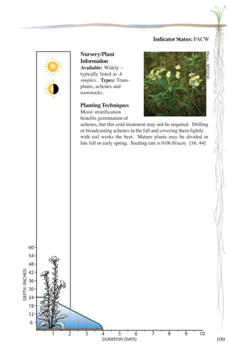 109 
Indicator Status: FACW 
Nursery/Plant 
Information 
Available: Widely – 
typically listed as A. 
simplex. Types: Trans-plants, 
achenes and 
rootstocks. 
Planting Techniques 
Moist stratification 
benefits germination of 
achenes, but this cold treatment may not be required. Drilling 
or broadcasting achenes in the fall and covering them lightly 
with soil works the best. Mature plants may be divided in 
late fall or early spring. Seeding rate is 0.06 lb/MNDNR 
acre. [16, Photo: 44] 