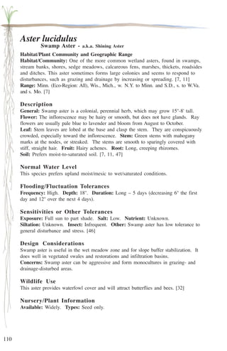 110 
Aster lucidulus 
Swamp Aster - a.k.a. Shining Aster 
Habitat/Plant Community and Geographic Range 
Habitat/Community: One of the more common wetland asters, found in swamps, 
stream banks, shores, sedge meadows, calcareous fens, marshes, thickets, roadsides 
and ditches. This aster sometimes forms large colonies and seems to respond to 
disturbances, such as grazing and drainage by increasing or spreading. [7, 11] 
Range: Minn. (Eco-Region: All), Wis., Mich., w. N.Y. to Minn. and S.D., s. to W.Va. 
and s. Mo. [7] 
Description 
General: Swamp aster is a colonial, perennial herb, which may grow 15''-8' tall. 
Flower: The inflorescence may be hairy or smooth, but does not have glands. Ray 
flowers are usually pale blue to lavender and bloom from August to October. 
Leaf: Stem leaves are lobed at the base and clasp the stem. They are conspicuously 
crowded, especially toward the inflorescence. Stem: Green stems with mahogany 
marks at the nodes, or streaked. The stems are smooth to sparingly covered with 
stiff, straight hair. Fruit: Hairy achenes. Root: Long, creeping rhizomes. 
Soil: Prefers moist-to-saturated soil. [7, 11, 47] 
Normal Water Level 
This species prefers upland moist/mesic to wet/saturated conditions. 
Flooding/Fluctuation Tolerances 
Frequency: High. Depth: 18''. Duration: Long – 5 days (decreasing 6'' the first 
day and 12'' over the next 4 days). 
Sensitivities or Other Tolerances 
Exposure: Full sun to part shade. Salt: Low. Nutrient: Unknown. 
Siltation: Unknown. Insect: Infrequent. Other: Swamp aster has low tolerance to 
general disturbance and stress. [46] 
Design Considerations 
Swamp aster is useful in the wet meadow zone and for slope buffer stabilization. It 
does well in vegetated swales and restorations and infiltration basins. 
Concerns: Swamp aster can be aggressive and form monocultures in grazing- and 
drainage-disturbed areas. 
Wildlife Use 
This aster provides waterfowl cover and will attract butterflies and bees. [32] 
Nursery/Plant Information 
Available: Widely. Types: Seed only. 
 