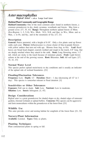 112 
Aster macrophyllus 
Bigleaf Aster - a.k.a Large Leaf Aster 
Habitat/Plant Community and Geographic Range 
Habitat/Community: One of the more common asters found in northern forests, a 
common groundcover in dry, shady savannas, woodlands and forests. May form a 
ground cover. [17, 35, 41] Range: Throughout northern upland forests of Minn. 
(Eco-Region: 1, 2, 5–8), Wis., Mich. N.S., N.B. and Que. to Wis., Minn. and se. 
Man., s. to Pa. and Ky., and in the mountains of Ga. [17, 21] 
Description 
General: Native perennial, with a height of 8-18''. Only a few plants send up flower 
stalks each year. Flower: Influorescence is a loose cluster of lilac-to-purple flowers 
with yellow anthers that turn red with age. Blooms from Aug. to Oct. Leaf: Basal 
leaves are broad heart-shaped; coarsely toothed and rough to the touch, 4-8'' long, that 
are deeply notched where they attach to the stalk. Stem: Long flowering stems, 1-2' 
tall, which are sticky to the touch because of miniature glands. Fruit: Light brown 
achene at the end of the growing season. Root: Rhizomes. Soil: All soil types. [17, 
35, 41, 47] 
Normal Water Level 
This species prefers upland moist/mesic to dry conditions and is usually an indicator 
of the upland side of wetland boundaries. [21] 
Flooding/Fluctuation Tolerances 
Frequency: Low. Depth: 12''. Duration: Short – 1 day (decreasing all 12'' in 1 
day). This species is somewhat tolerant to flood duration. [1] 
Sensitivities or Other Tolerances 
Exposure: Full sun to shade. Salt: Low. Nutrient: Low to moderate. 
Siltation: Low. Insect: Infrequent. [1, 47] 
Design Considerations 
Bigleaf aster is a great groundcover for shaded slopes or dry, shaded edges of rainwater 
gardens, forested wetlands or upland buffers. Concerns: This species can be aggressive 
and form monocultures within the groundcover of the forest floor. [21] 
Wildlife Use 
This aster provides cover and nesting habitat for songbirds of the forest floor. [21, 32] 
Nursery/Plant Information 
Available: Limited. Types: Only as plants. 
Planting Techniques 
Plant containerized plants in spring or fall. 
 