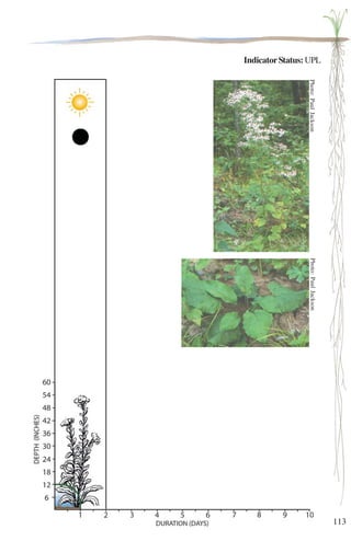 113 
Indicator Status: UPL 
Photo: Paul Jackson Photo: Paul Jackson 
 