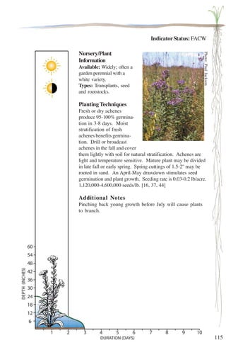 115 
Indicator Status: FACW 
Nursery/Plant 
Information 
Available: Widely; often a 
garden perennial with a 
white variety. 
Types: Transplants, seed 
and rootstocks. 
Planting Techniques 
Fresh or dry achenes 
produce 95-100% germina-tion 
in 3-8 days. Moist 
stratification of fresh 
achenes benefits germina-tion. 
Drill or broadcast 
Photo: Paul Jackson 
achenes in the fall and cover 
them lightly with soil for natural stratification. Achenes are 
light and temperature sensitive. Mature plant may be divided 
in late fall or early spring. Spring cuttings of 1.5-2'' may be 
rooted in sand. An April-May drawdown stimulates seed 
germination and plant growth. Seeding rate is 0.03-0.2 lb/acre. 
1,120,000-4,600,000 seeds/lb. [16, 37, 44] 
Additional Notes 
Pinching back young growth before July will cause plants 
to branch. 
 