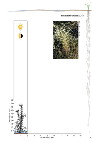 117 
Indicator Status: FACU+ 
Photo: Rusty Schmidt 
 