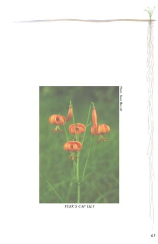 Photo: Jason Husveth 
65 
TURK’S CAP LILY 
 