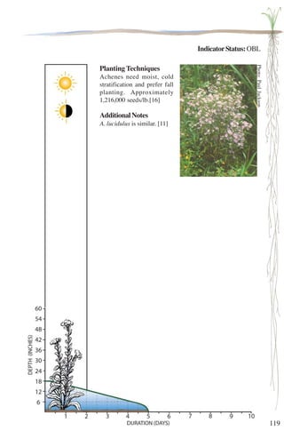 119 
Indicator Status: OBL 
Planting Techniques 
Achenes need moist, cold 
stratification and prefer fall 
planting. Approximately 
1,216,000 seeds/lb.[16] 
Additional Notes 
A. lucidulus is similar. [11] 
Photo: Paul Jackson 
 