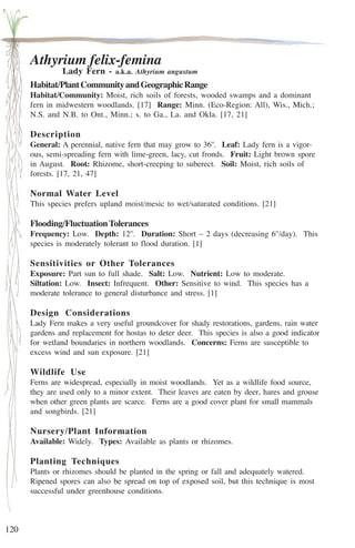 120 
Athyrium felix-femina 
Lady Fern - a.k.a. Athyrium angustum 
Habitat/Plant Community and Geographic Range 
Habitat/Community: Moist, rich soils of forests, wooded swamps and a dominant 
fern in midwestern woodlands. [17] Range: Minn. (Eco-Region: All), Wis., Mich.; 
N.S. and N.B. to Ont., Minn.; s. to Ga., La. and Okla. [17, 21] 
Description 
General: A perennial, native fern that may grow to 36''. Leaf: Lady fern is a vigor-ous, 
semi-spreading fern with lime-green, lacy, cut fronds. Fruit: Light brown spore 
in August. Root: Rhizome, short-creeping to suberect. Soil: Moist, rich soils of 
forests. [17, 21, 47] 
Normal Water Level 
This species prefers upland moist/mesic to wet/saturated conditions. [21] 
Flooding/Fluctuation Tolerances 
Frequency: Low. Depth: 12''. Duration: Short – 2 days (decreasing 6''/day). This 
species is moderately tolerant to flood duration. [1] 
Sensitivities or Other Tolerances 
Exposure: Part sun to full shade. Salt: Low. Nutrient: Low to moderate. 
Siltation: Low. Insect: Infrequent. Other: Sensitive to wind. This species has a 
moderate tolerance to general disturbance and stress. [1] 
Design Considerations 
Lady Fern makes a very useful groundcover for shady restorations, gardens, rain water 
gardens and replacement for hostas to deter deer. This species is also a good indicator 
for wetland boundaries in northern woodlands. Concerns: Ferns are susceptible to 
excess wind and sun exposure. [21] 
Wildlife Use 
Ferns are widespread, especially in moist woodlands. Yet as a wildlife food source, 
they are used only to a minor extent. Their leaves are eaten by deer, hares and grouse 
when other green plants are scarce. Ferns are a good cover plant for small mammals 
and songbirds. [21] 
Nursery/Plant Information 
Available: Widely. Types: Available as plants or rhizomes. 
Planting Techniques 
Plants or rhizomes should be planted in the spring or fall and adequately watered. 
Ripened spores can also be spread on top of exposed soil, but this technique is most 
successful under greenhouse conditions. 
 
