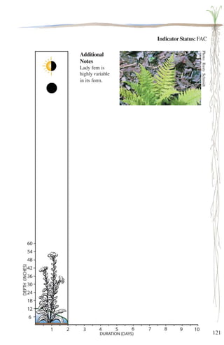 121 
Indicator Status: FAC 
Additional 
Notes 
Lady fern is 
highly variable 
in its form. 
Photo: Rusty Schmidt 
 