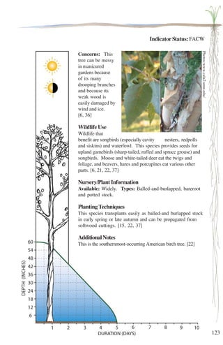 123 
Indicator Status: FACW 
Concerns: This 
tree can be messy 
in manicured 
gardens because 
of its many 
drooping branches 
and because its 
weak wood is 
easily damaged by 
wind and ice. 
[6, 36] 
Wildlife Use 
Wildlife that 
benefit are songbirds (especially cavity nesters, redpolls 
and siskins) and waterfowl. This species provides seeds for 
upland gamebirds (sharp-tailed, ruffed and spruce grouse) and 
songbirds. Moose and white-tailed deer eat the twigs and 
foliage, and beavers, hares and porcupines eat various other 
parts. [6, 21, 22, 37] 
Nursery/Plant Information 
Available: Widely. Types: Balled-and-burlapped, bareroot 
and potted stock. 
Planting Techniques 
This species transplants easily as balled-and burlapped stock 
in early spring or late autumn and can be propagated from 
softwood cuttings. [15, 22, 37] 
Additional Notes 
This is the southernmost-occurring American birch tree. [22] 
Photos:www.cala2.umn.edu/ 
la5574 
 