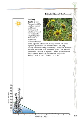 125 
Indicator Status: OBL (B.cernua) 
Planting 
Techniques 
Achenes should be 
broadcast on wet 
mudflats or 
shorelines and 
raked into the soil. 
For best results, 
fall planting after 
drawdown on 
mudflats or 
shorelines to allow 
winter exposure. Drawdown in early summer will cause 
explosive growth from fall-planted achenes. An early, 
shallow, summer flooding followed by a drawdown promotes 
best seed production from established plants. For optimum 
germination, cold (34-36 degrees F.), moist stratification for 
several months before exposure to warm temperatures. 
Seeding rate is 0. 25-0.5 lb/acre. [37,39,44] 
Photo: Tony Randazzo 
 