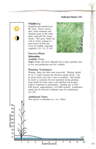 131 
Indicator Status: OBL 
Wildlife Use 
Songbirds and waterfowl eat 
the seeds. Geese, moose, 
deer, small mammals and 
muskrats graze on the entire 
plant, especially the young 
shoots. This grass stands up 
well in winter, making it a 
good source of food and 
cover for wildlife, especially 
songbirds. [11, 14, 37, 44] 
Nursery/Plant 
Information 
Available: Widely. 
Types: Plants and seed, although not in large quantities due 
to low seed production and low viability. 
Planting Techniques 
Planting plugs has been most successful. Planting should 
be on ½' centers because the rhizomes spread slowly. Can 
be grown from seed, but is slow to establish. Soil should 
be moist to saturated, but not inundated during planting. 
Seed should be fresh, moist, cold stratified and divided. 
Light is important in germination. Seeding rate is 0.03- 
0.06 lb/acre, approximately 1,512,000 seeds/lb. Established 
stands may be mowed in alternate years for maintenance. 
[16, 44] 
Additional Notes 
This species is abundant in c. to n. Minn. 
Photo: Paul Jackson 
 