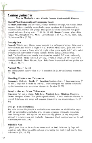 132 
Caltha palustris 
Marsh Marigold - a.k.a. Cowslip, Common Marsh-marigold, King-cup 
Habitat/Plant Community and Geographic Range 
Habitat/Community: Shallow water, swamp, hardwood swamps, wet woods, shrub 
swamps, thickets, especially stream banks, sedge meadows, fresh (wet) meadows, 
calcareous fens, marshes and springs. This species is usually associated with peaty 
ground and some flowing water. [7, 11, 16, 35, 41] Range: Common; Minn. (Eco- 
Range: All), throughout Wis., Mich. Circumboreal; s. to N.C., W.Va., Tenn., Ind., 
Ill., Iowa and Neb. [7, 21] 
Description 
General: With its early bloom, marsh marigold is a harbinger of spring. It is a native 
perennial herb, that reaches a height of 1-2'. Flower: Many round, green-and-yellow 
buds open to become a flower with 5-9 bright yellow petals sepals, 1-1½'' wide and 4 
or more pistils surrounded by many stamens; blooms during April and May. 
Leaf: The basal leaves are broadly heart-shaped or rounded, 2-7'' wide, and usually 
coarsely toothed. Stem: Hollow, 8-24'' long. Fruit: A follicle 3/8-5/8'' long with a 
pronounced beak. Root: Fibrous, deep. Soil: Grows in saturated soil and prefers peat. 
[7, 11, 35, 41, 47] 
Normal Water Level 
This species prefers shallow water of 3'' of inundation or less to wet/saturated conditions. 
[21, 37] 
Flooding/Fluctuation Tolerances 
Frequency: Moderate. Depth: 6''. Duration: Medium short – 3 days (decreasing 3'' 
the first 2 days then 3'' more the last day). Marsh marigold will tolerate seasonal to 
regular inundation with a moderate tolerance to duration. [1, 37] 
Sensitivities or Other Tolerances 
Exposure: Part sun to shade. Salt: Low. Nutrient: Low. Siltation: Unknown. 
Insect: Infrequent. Other: This species spreads slowly. It has a moderate tolerance to 
general disturbance and stress, and moderate tolerance to iron concentrations. [1, 37, 
47] 
Design Considerations 
The main use for this plant is in wetland/stream restorations or rehabilitation, espe-cially 
in wet meadows, marsh/bog areas or areas associated with peaty ground and 
some flowing water. This species can be successfully planted on any wet ground, 
although it prefers swamp and peatlands. Concerns: Marsh marigold may not do well 
in nutrient-poor soils. [16] 
Wildlife Use 
Upland game birds eat the seeds and moose eat it as food. It is used by frogs and 
insects as well. However, cattle and deer avoid eating this plant, which may be toxic 
to livestock. [21, 35, 37] 
 