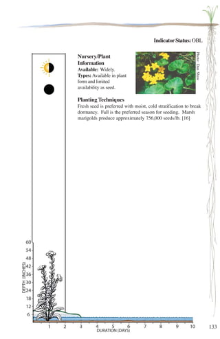 133 
Indicator Status: OBL 
Photo: Dan Shaw 
Nursery/Plant 
Information 
Available: Widely. 
Types: Available in plant 
form and limited 
availability as seed. 
Planting Techniques 
Fresh seed is preferred with moist, cold stratification to break 
dormancy. Fall is the preferred season for seeding. Marsh 
marigolds produce approximately 756,000 seeds/lb. [16] 
 