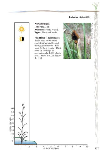 137 
Indicator Status: OBL 
Nursery/Plant 
Information 
Available: Fairly widely. 
Types: Plant and seeds. 
Planting Techniques 
Seeds need to be moist, 
cold stratified and lighted 
during germination. Fall 
plant for best results. Plant 
roots or seedlings at 
approximately 1,000 plants/ 
acre. About 648,000 seeds/ 
lb. [16] 
Photo: Rusty Schmidt 
 