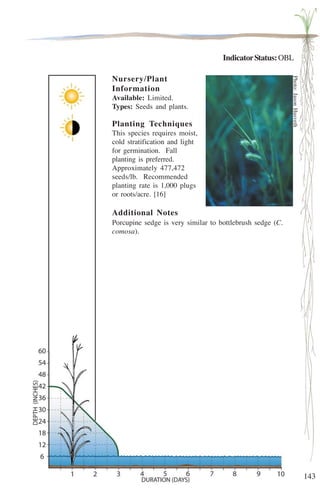 143 
Indicator Status: OBL 
Nursery/Plant 
Information 
Available: Limited. 
Types: Seeds and plants. 
Planting Techniques 
This species requires moist, 
cold stratification and light 
for germination. Fall 
planting is preferred. 
Approximately 477,472 
seeds/lb. Recommended 
planting rate is 1,000 plugs 
or roots/acre. [16] 
Additional Notes 
Porcupine sedge is very similar to bottlebrush sedge (C. 
comosa). 
Photo: Jason Husveth 
 