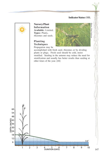 147 
Indicator Status: OBL 
Nursery/Plant 
Information 
Available: Limited. 
Types: Plants, 
rhizomes and seeds. 
Planting 
Techniques 
Propagation may be 
accomplished with fresh seed, rhizomes or by dividing 
plants or plugs. Fresh seed should be cold, moist 
stratified. Seeding in the autumn may reduce the need for 
stratification and usually has better results than seeding at 
other times of the year. [44] 
Photo: Paul Jackson 
 