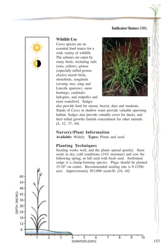 153 
Indicator Status: OBL 
Wildlife Use 
Carex species are an 
essential food source for a 
wide variety of wildlife. 
The achenes are eaten by 
many birds, including rails 
(sora, yellow), grouse 
(especially ruffed grouse 
chicks) marsh birds, 
shorebirds, songbirds 
(swamp, tree, song and 
Lincoln sparrows; snow 
buntings; cardinals; 
larkspurs, and redpolls) and 
most waterfowl. Sedges 
also provide food for moose, beaver, deer and muskrats. 
Stands of Carex in shallow water provide valuable spawning 
habitat. Sedges also provide valuable cover for ducks, and 
their tufted growths furnish concealment for other animals. 
[4, 32, 37, 44] 
Nursery/Plant Information 
Available: Widely. Types: Plants and seed. 
Planting Techniques 
Seeding works well, and the plants spread quickly. Store 
seeds in dry, cold conditions (14% moisture) and sow the 
following spring, or fall seed with fresh seed. Awlfruited 
sedge is a clump-forming species. Plugs should be planted 
15-18'' on center. Recommended seeding rate is 0.125lb/ 
acre. Approximately 567,000 seeds/lb. [16, 44] 
Photo: MNDNR 
 