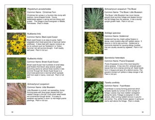 39 
Polystichum acrostichoides 
Common Name: Christmas Fern 
Christmas fern grows in a fountain-like clump with 
leathery, lance-shaped fronds. Young 
fiddleheads appear in spring and are silvery and 
scaled. The foliage is semi-evergreen in Middle 
Tennessee. Plant in shade. 
Rudbeckia hirta 
Common Name: Black-eyed Susan 
Black-eyed Susan is an easy-to-grow, highly 
adaptable short-lived perennial or biannual native 
wildflower. It does best with regular moisture as 
do its cultivars such as 'Goldsturm' or 'Indian 
Summer’ but will survive drought. It will readily 
self-seed. Plant in full sun. 
Rudbeckia triloba 
Common Name: Brown-Eyed Susan 
Brown-eyed Susan has hundreds of small deep 
gold flowers that bloom atop several upright, 
branching stems for almost three months in late 
summer through fall. Brown-Eyed Susan is a 
short-lived perennial or biennial which spreads 
well from seed in loamy, moist soil. Plant in full 
sun. 
Schizachyrum scoparium 
Common Name: Little Bluestem 
Little Bluestem is a small, non-spreading, clump-forming 
grass with blue-green leaves that turn 
reddish orange in the fall. Fluffy silver seed heads 
are ornamental through winter. It is easy to 
establish and perfect in short- to mid-height prairie 
plantings. Plant in full sun. 
Schizachyrum scoparium ‘The Blues’ 
Common Name: ‘The Blues’ Little Bluestem 
‘The Blues’ Little Bluestem has more intense 
grayish-blue summer foliage and deeper bronzy-red 
fall foliage than the species. It has a sturdy, 
40 
upright growth habit. Plant in full sun. 
Solidago speciosa 
Common Name: Goldenrod 
Goldenrod has tiny, bright yellow flowers in 
dense, erect clusters atop stiff reddish stems. It 
blooms in mid to late summer. Goldenrod is 
commonly blamed for causing allergy troubles 
that are usually caused by ragweed. Plant in full 
sun. 
Sporobolus heterolepis 
Common Name: Prairie Dropseed 
Prarie Dropseed is one of the most beautiful 
native grasses. It has very thin, emerald green 
leaves that form a dense arching tuft. Seed heads 
form in August and give off a distinct aroma. The 
graceful clumps turn yellow or deep orange in fall. 
Plant in full sun. 
Tiarella cordifolia 
Common Name: Foamflower 
Foamflower is clump-forming perennial which 
spreads rapidly by runners to form clumps of 
foliage. Leaves may have reddish variegation 
along the veins. Foliage is evergreen in mild 
winters, often turning reddish bronze in autumn 
and winter. Tiny, white flowers appear in spring on 
stems well above the foliage. Plant in shade. 
 