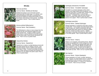 41 
Shrubs 
Aesculus parviflora 
Common Name: Bottlebrush Buckeye 
Bottlebrush buckeye is one of the best summer-flowering 
shrubs for shady areas. It is a dense, multi-stemmed 
deciduous shrub with a mounding form. 
Spectacular bottlebrush shaped white flowers (hence 
the common name) bloom in mid-summer. Its foliage 
turns yellow in autumn. Plant in partial shade to 
shade. 
Aronia arutifolia ‘Brilliantissima’ 
Common Name: Red Chokeberry 
The ‘Brilliantissima’ cultivar is more compact than the 
species and has more attractive foliage and more 
brilliant red fall color. Clusters of white to pinkish 
flowers bloom in spring, followed by abundant glossy 
red fruits which ripen in late summer and persist into 
winter. Plant in full sun to partial shade. 
Calycanthus floridus 
Common Name: Sweetshrub 
Sweetshrub is a dense, rounded deciduous shrub with 
dark green leaves that turn yellow in the fall. It has 
distinctive fragrant, brown to reddish-brown flowers 
which bloom in May. It is best to purchase this plant 
when in flower because the quality and intensity of the 
fragrance can vary widely from plant to plant. Plant in 
full sun to partial shade. 
Hydrangea arborescens ‘Annabelle’ 
Common Name: ‘Annabelle’ Hydrangea 
'Annabelle' is a smooth hydrangea cultivar which 
features much larger flowers than the species. It is a 
deciduous shrub with a rounded habit. Clusters of large 
white rounded flowers bloom in June through 
September. ‘Annabelle’ does well when planted in 
clusters of at least three plants to give the heavy 
blooms more support. Plant in partial shade to shade. 
Hydrangea quercifoila 
Common Name: Oakleaf Hydrangea 
Oakleaf hydrangea is a deciduous shrub with a broad, 
rounded habit. Cone shaped, long white flowers bloom 
in May through July, slowly turning pinkish with age. 
Oak shaped deep green leaves turn attractive shades 
of bronze, crimson or purple in autumn. Oakleaf 
Hydrangea’s interesting, exfoliating bark adds interest 
to the winter garden. Plant in partial shade to shade. 
Ilex glabra 
Common Name: Inkberry 
Inkberry is an evergreen, slow-growing shrub. Several 
cultivars are available with a more compact form than 
the species. The leaves are typically dark green and 
fade to olive green in winter. Whitish inconspicuous 
flowers appear in spring. Its black berries appear in 
early fall and persist through the winter to early spring 
unless eaten by birds. Plant in full sun to partial shade. 
Itea virginica 
Common Name: Virginia Sweetspire 
Virginia sweetspire is an erect, rounded, deciduous 
shrub. Fragrant, tiny white flowers borne in cylindrical, 
drooping blooms cover the shrub in early summer. 
Oval, dark green leaves (1-4 long) turn an attractive 
red in autumn. Plant in full sun to shade. 
42 
 