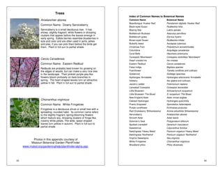 43 
Trees 
Amelanchier aborea 
Common Name: Downy Serviceberry 
Serviceberry is a small deciduous tree. It has 
showy, slightly fragrant, white flowers in drooping 
clusters that appear before the leaves emerge in 
early spring. Edible berries resemble blueberries in 
size and color and are often used in jams, jellies 
and pies, if you can pick them before the birds get 
them. Plant in full sun to partial shade. 
Cercis Canadensis 
Common Name: Eastern Redbud 
Redbuds are probably best known for growing on 
the edges of woods, but can make a very nice tree 
in the landscape. Their pinkish purple pea-like 
flowers bloom profusely on bare branches in 
spring. The heart shaped leaves turn an attractive 
yellow in fall. Plant in full sun to partial shade. 
Chionanthus virginicus 
Common Name: White Fringetree 
Fringetree is a deciduous shrub or small tree with a 
spreading, rounded habit. Its common name refers 
to the slightly fragrant, spring-blooming flowers 
which feature airy, drooping clusters of fringe-like, 
creamy white petals. The wide, spear-shaped 
leaves turn yellow in autumn. Plant in full sun to 
partial shade. 
Photos in this appendix courtesy of 
Missouri Botanical Garden PlantFinder 
www.mobot.org/gardeninghelp/plantfinder/alpha.asp. 
44 
Index of Common Names to Botanical Names 
Common Name Botanical Name 
Beardtongue 'Husker Red' Penstemon digitalis 'Husker Red' 
Black-eyed Susan Rudbeckia hirta 
Blazing Star Liatris spicata 
Bottlebrush Buckeye Aesculus parviflora 
Bottlebrush grass Elymus hystrix 
Brown-eyed Susan Rudbeckia triloba 
Butterfly weed Asclepias tuberosa 
Christmas Fern Polystichum acrostichoides 
Columbine Acquilegia canadensis 
Coral Bells Heuchera americana 
Coreopsis 'Moonbeam' Coreopsis verticillata 'Moonbeam' 
Dwarf crested iris Iris cristata 
Eastern Redbud Cercis canadensis 
False Indigo Baptisia species 
Foamflower Tiarella cordifolia and cultivars 
Goldenrod Solidago speciosa 
Hydrangea 'Annabelle' Hydrangea arborscens ‘Annabelle’ 
Inkberry Ilex glabra and cultivars 
Jacob’s Ladder Polemonium reptans 
Lanceleaf Coreopsis Coreopsis lanceolata 
Little Bluestem Schizachyrium scoparium 
Little Bluestem 'The Blues' S. scoparium 'The Blues' 
New England Aster Aster novae angliae 
Oakleaf Hydrangea Hydrangea quercifolia 
Prairie Dropseed Sporobolus heterolepsis 
Purple coneflower Echinacea purpurea 
Red Chokeberry ‘Brilliantissima’ Aronia arbutifolia ‘Briliantissima’ 
Serviceberry Amelanchier aborea 
Smooth Aster Aster laevis 
Soloman’s Seal Polygonatum biflorum 
Spotted cranesbill Geranium maculatum 
Sweetshrub Calycanthus floridus 
Switchgrass 'Heavy Metal' Panicum virgatum 'Heavy Metal' 
Switchgrass 'Northwind' Panicum virgatum 'Northwind' 
Virginia Sweetspire Itea virginica 
White Fringetree Chionanthus virginicus 
Woodland phlox Phlox divaricata 
 