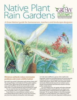 Native Plant 
Rain Gardens 
A Grow Native! guide for homeowners, teachers and landscape designers 
Miniature wetlands reduce stormwater 
problems and create wildlife habitat 
Ever watch your gutter’s downspout gush during a heavy rain? 
The average Missouri roof sheds tens of thousands of gallons 
of water a year. Where does all the rainwater go? In urban 
areas, roof runoff flows into the local stormwater system, 
which often is stressed already by road and parking lot runoff. 
You can ease the stress by channeling your roof’s runoff 
into a rain garden, which is a miniature wetland. 
If you’ve been to a natural Missouri wetland, such as 
Lowry Marsh Natural Area in Mercer County near Princeton, 
you know that wetlands are beautiful, moist landscapes 
rich with native wildflowers, grasses, birds, reptiles and 
dragonflies. Aside from providing beauty and natural diversity, 
wetlands perform a vital landscape function. Their densely 
rooted native plants capture, filter, store and slowly release 
stormwater. Wetlands also trap and use nutrients such as 
nitrates and phosphates that otherwise would run off and 
pollute nearby streams. 
As a tiny wetland, your rain garden will reduce drainage 
and flooding problems, keep pollutants out of your local 
stormwater system, and bring beauty and wildlife to your 
landscape. The rain garden designs on the following pages 
will help you provide habitat for some of Missouri’s most 
colorful, fun-to-watch and water-dependent wildlife species. 
David Besenger 
Turn your 
roof runoff 
into a refuge 
for birds, 
butterflies and 
dragonflies 
 