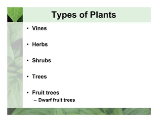 Types of Plants 
• Vines 
• Herbs 
•• SShhrruubbss 
• Trees 
• Fruit trees 
– Dwarf fruit trees 
 