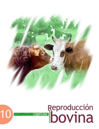 Capítulo 10. Reproducción bovina
Facultad de Medicina Veterinaria y Zootecnia-UNAM 389
Capítulo 10. Reproducción bovina
 