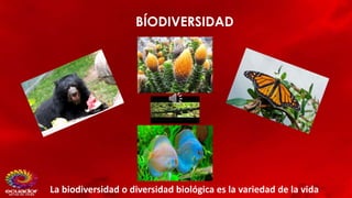 BÍODIVERSIDAD
La biodiversidad o diversidad biológica es la variedad de la vida
 