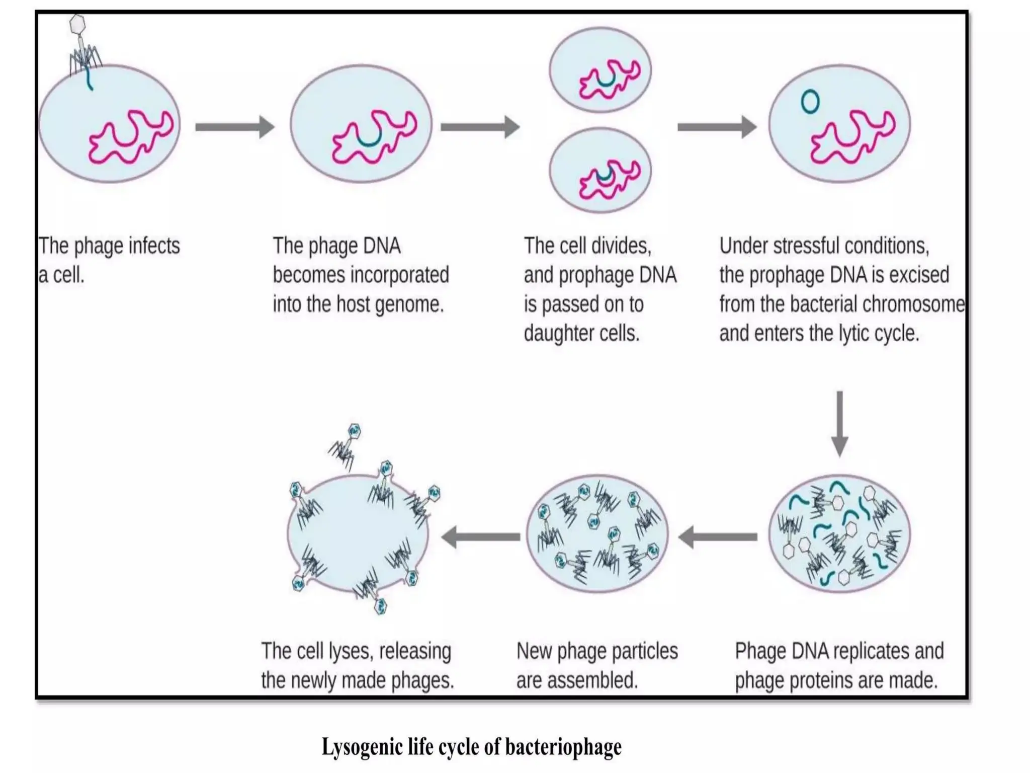 Power Point Presentation On Viruses Pptx