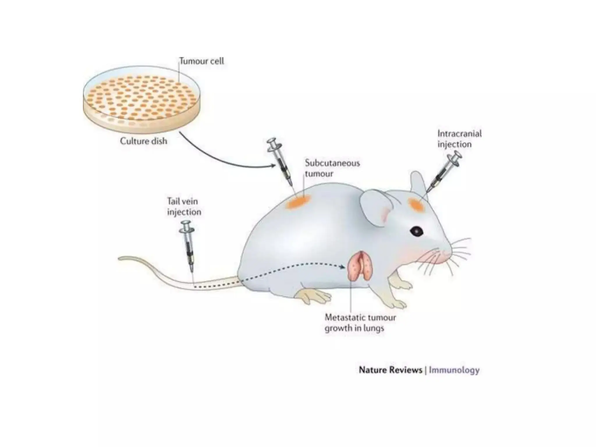 Power Point Presentation On Viruses Pptx