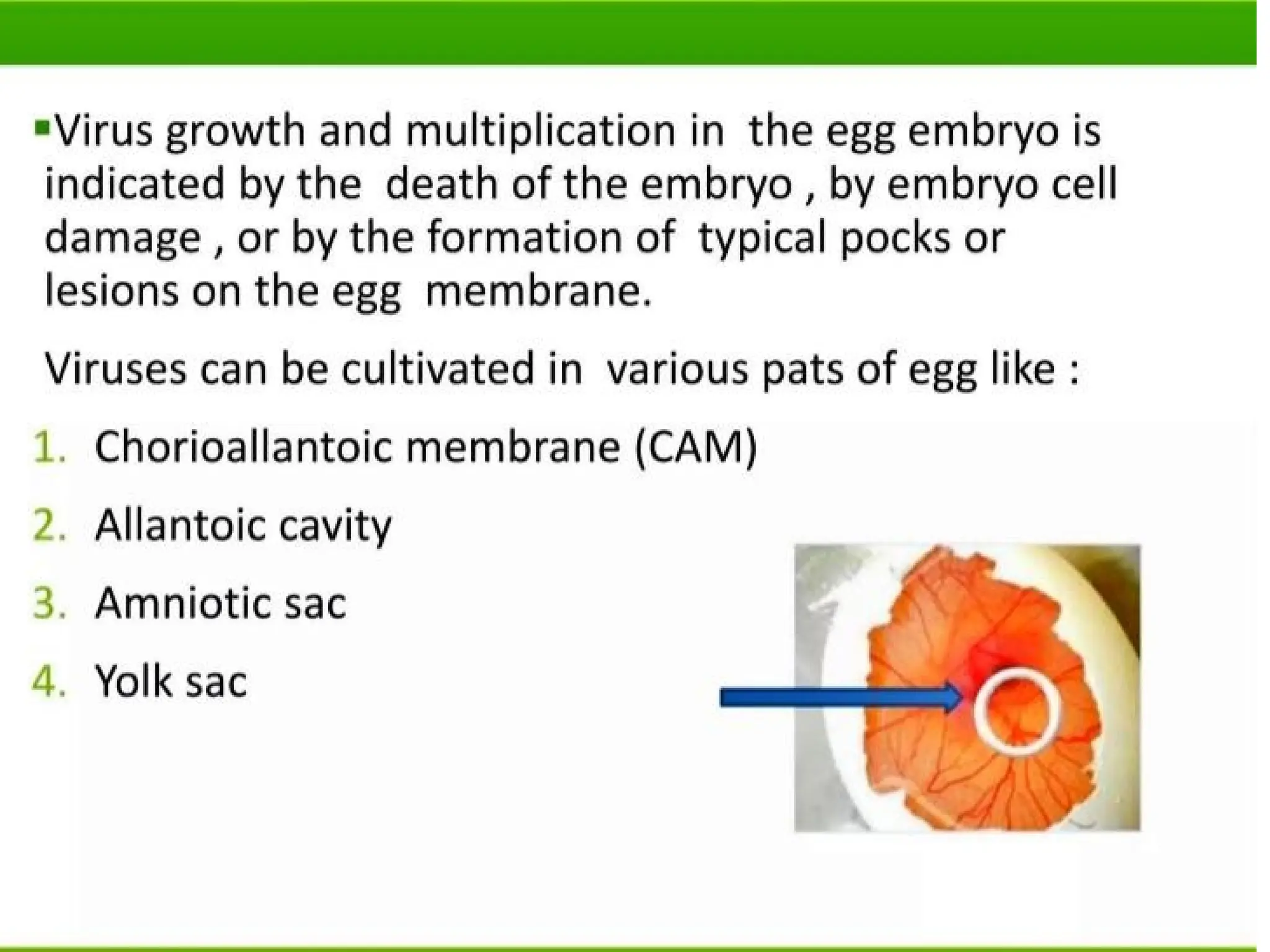 Power Point Presentation On Viruses Pptx