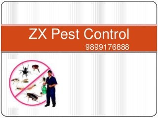 ZX Pest Control
9899176888
 