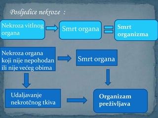Posljedice nekroze :
Nekroza vitlnog
organa
Smrt organa Smrt
organizma
Nekroza organa
koji nije nepohodan
ili nije većeg obima
Smrt organa
Udaljavanje
nekrotčnog tkiva
Organizam
preživljava
 