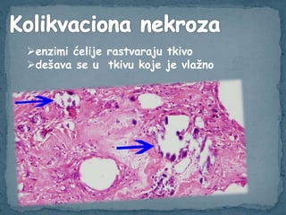 enzimi ćelije rastvaraju tkivo
dešava se u tkivu koje je vlažno
 