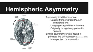 Hemispheric Asymmetry
Asymmetry in left hemisphere
Caused from enlarged Planum
Temporale (PT)
Language capabilities in humans
Originally thought only present in
humans
Similar asymmetries were found in
primates like chimpanzees(Gannon et al.,1998b)
Interspecies communication
 
