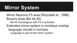 Mirror System
Mirror Neurons F5 area (Rizzolatti al., 1996)
Broca's Area (BA 44,45)
BA 44 homologous with F5 in primates
Extended mirror system in monkeys overlap
language circuits in humans
Language is part of the mirror system.
 