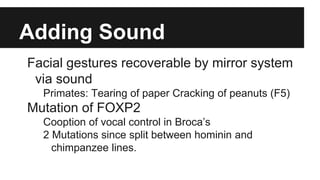 Adding Sound
Facial gestures recoverable by mirror system
via sound
Primates: Tearing of paper Cracking of peanuts (F5)
Mutation of FOXP2
Cooption of vocal control in Broca’s
2 Mutations since split between hominin and
chimpanzee lines.
 