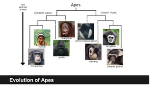 Evolution of Apes
 