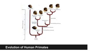 Evolution of Human Primates
 
