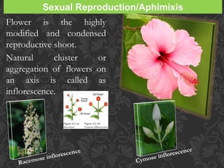 Chap_1_Reproduction_in_Lower_and_Higher_plants1.pptx