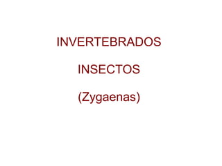 INVERTEBRADOS

  INSECTOS

  (Zygaenas)
 