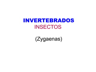 INVERTEBRADOS
   INSECTOS

   (Zygaenas)
 