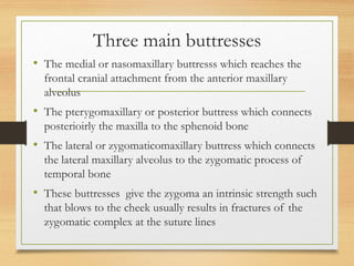 Three main buttresses
• The medial or nasomaxillary buttresss which reaches the
frontal cranial attachment from the anterior maxillary
alveolus
• The pterygomaxillary or posterior buttress which connects
posterioirly the maxilla to the sphenoid bone
• The lateral or zygomaticomaxillary buttress which connects
the lateral maxillary alveolus to the zygomatic process of
temporal bone
• These buttresses give the zygoma an intrinsic strength such
that blows to the cheek usually results in fractures of the
zygomatic complex at the suture lines
 