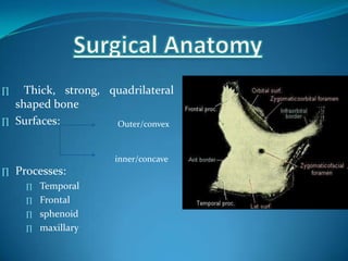 ∏ Thick, strong, quadrilateral
shaped bone
∏ Surfaces:
∏ Processes:
∏ Temporal
∏ Frontal
∏ sphenoid
∏ maxillary
Outer/convex
inner/concave
 