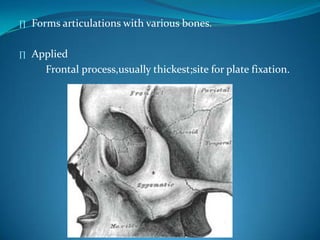 ∏ Forms articulations with various bones.
∏ Applied
Frontal process,usually thickest;site for plate fixation.
 