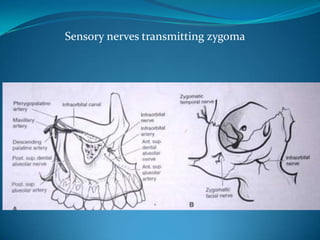 Sensory nerves transmitting zygoma
 
