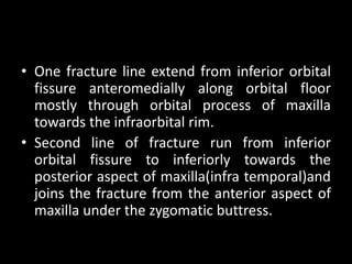 • One fracture line extend from inferior orbital
fissure anteromedially along orbital floor
mostly through orbital process of maxilla
towards the infraorbital rim.
• Second line of fracture run from inferior
orbital fissure to inferiorly towards the
posterior aspect of maxilla(infra temporal)and
joins the fracture from the anterior aspect of
maxilla under the zygomatic buttress.
 