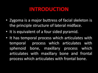 INTRODUCTION
• Zygoma is a major buttress of facial skeleton is
the principle structure of lateral midface.
• It is equivalent of a four sided pyramid.
• It has temporal process which articulates with
temporal process which articulates with
sphenoid bone, maxillary process which
articulates with maxillary bone and frontal
process which articulates with frontal bone.
 