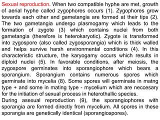 zygomycota.ppt