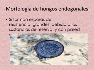 Morfología de hongos endogonales
• Sí forman esporas de
  resistencia, grandes, debido a las
  sustancias de reserva, y con pared
  celular gruesa.
 